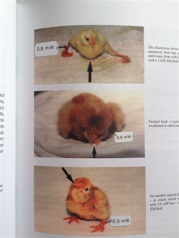 Mutated eggs